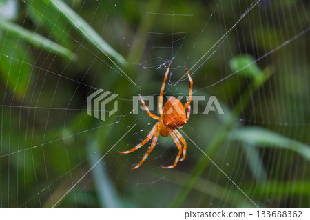 秋日森林石澤蜘蛛與水滴 02 秋日森林石澤蜘蛛與水滴 02 133688362