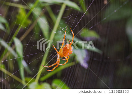 秋日森林石澤蜘蛛與水滴 03 秋日森林石澤蜘蛛與水滴 03 133688363