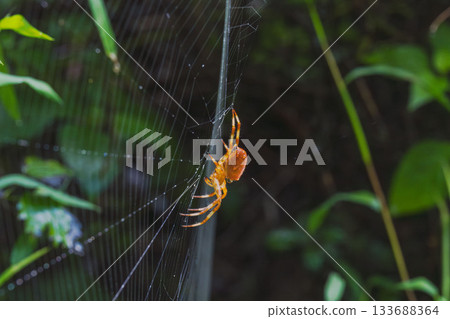 秋日森林石澤蜘蛛與水滴 04 133688364