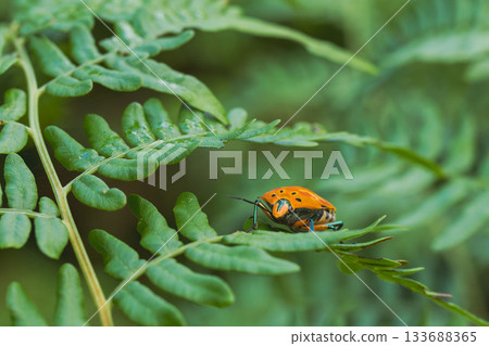 Autumn forest: Red wood stink bug on a leaf 01 Autumn forest: Red wood stink bug on a leaf 01 133688365