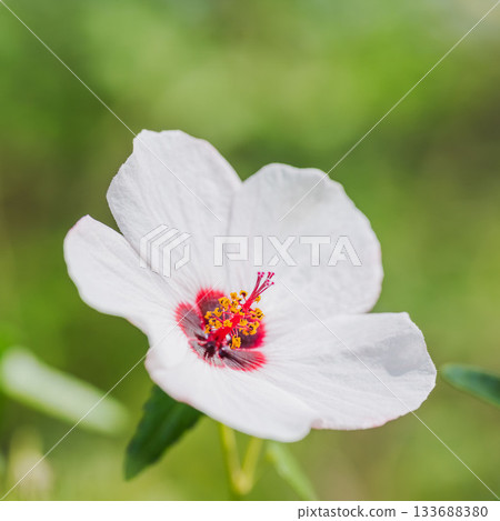 秋花：白花亞諾內邦特卡01 133688380