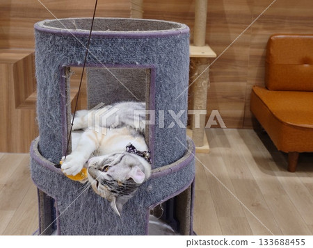 Cat playing with toys Cat playing with toys 133688455