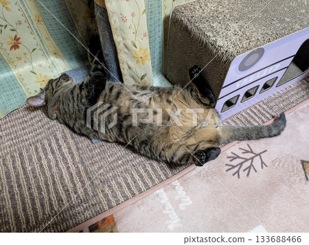 A kitty lying on its back A kitty lying on its back 133688466