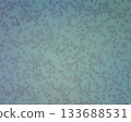 Diagnostic keywords for human peripheral blood smear analysis 133688531