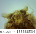 Detailed histology of cross-section of mosquito larva head 133688534