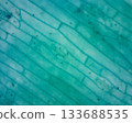 Key microscopic features of the lower epidermis (back side) of wheat 133688535