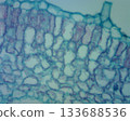 Key microscopic features of a cross section of a geranium leaf 133688536
