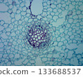 Detail of root cut surface of hairy mackerel 133688537