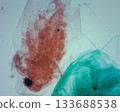 Cross-sectional microscopy of water fleas 133688538