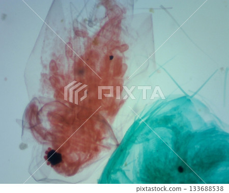 Cross-sectional microscopy of water fleas Cross-sectional microscopy of water fleas 133688538