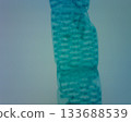 Detailed microscopic analysis of the cross-section of water hyacinth 133688539