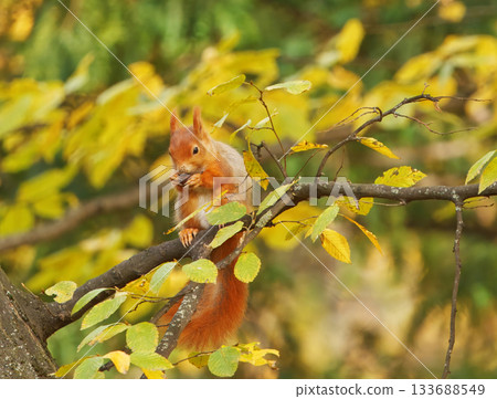 Red Squirrel, Sciurus vulgaris among Autumn Leaves in Stromovka Park Red Squirrel, Sciurus vulgaris among Autumn Leaves in Stromovka Park 133688549