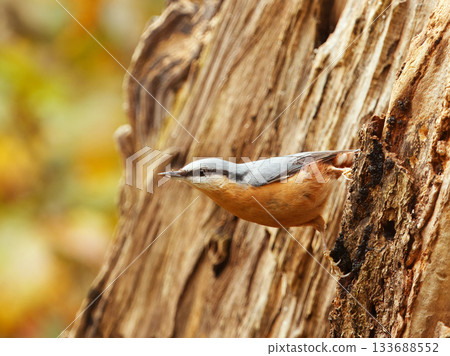 Eurasian nuthatch clinging to old weathered tree bark Eurasian nuthatch clinging to old weathered tree bark 133688552