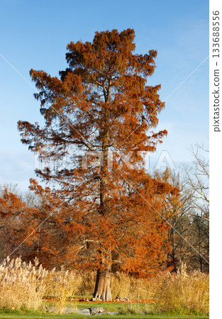 Bald cypress, Taxodium distichum on an island in autumn, Stromovka Park 133688556