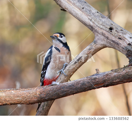 Great Spotted Woodpecker Female in Autumn Light Great Spotted Woodpecker Female in Autumn Light 133688562