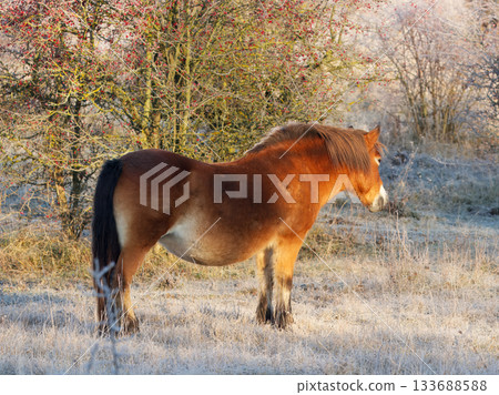 Frosty Exmoor Pony in Winter Sunlight Frosty Exmoor Pony in Winter Sunlight 133688588