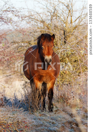 Exmoor Pony in Frosty Winter Light of the Milovice Reserve Exmoor Pony in Frosty Winter Light of the Milovice Reserve 133688589