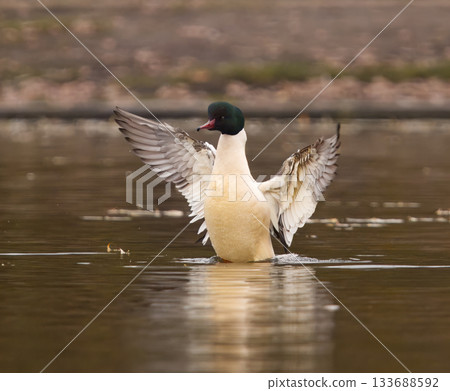 Male goosander lifting its wings on the water in Stromovka Male goosander lifting its wings on the water in Stromovka 133688592