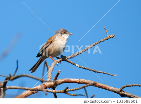 Common whitethroat perched on tree branch in sunlight Common whitethroat perched on tree branch in sunlight 133688601