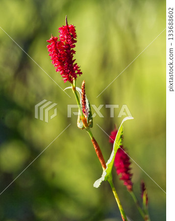Red bistort flower spike in summer sunlight Red bistort flower spike in summer sunlight 133688602