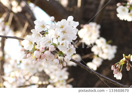 Cherry blossoms at dusk Cherry blossoms at dusk 133688670