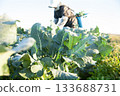 綠色花椰菜的採摘 133688731