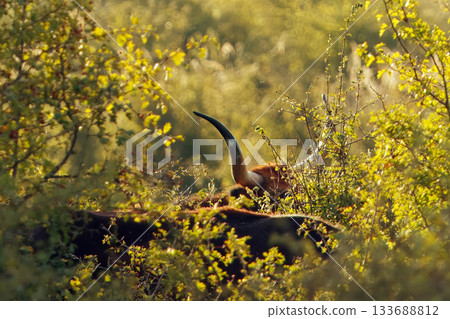 Monumental horns of aurochs emerging from dense vegetation 133688812