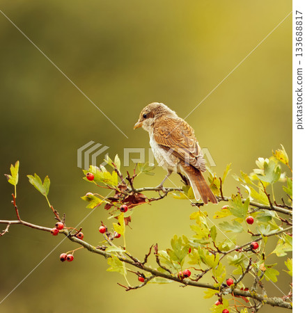 Red-backed shrike perched on hawthorn branch Red-backed shrike perched on hawthorn branch 133688817