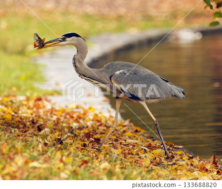 Grey Heron, Ardea cinerea with Fish in Royal Game Reserve, Prague 133688820