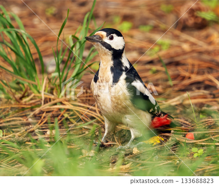 Great Spotted Woodpecker, Dendrocopos major in Royal Game Reserve, Prague Great Spotted Woodpecker, Dendrocopos major in Royal Game Reserve, Prague 133688823