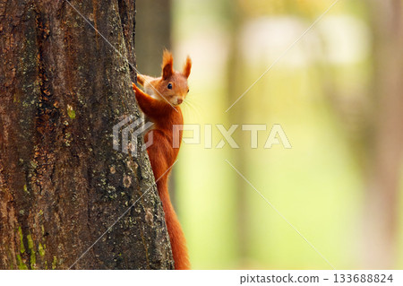 Red squirrel climbing a tree in Stromovka Park Red squirrel climbing a tree in Stromovka Park 133688824