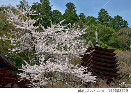 Spring story Sanjin Shrine Spring story Sanjin Shrine 133688829