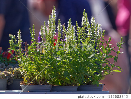 Potted Salvia plants for sale at outdoor market Potted Salvia plants for sale at outdoor market 133688843