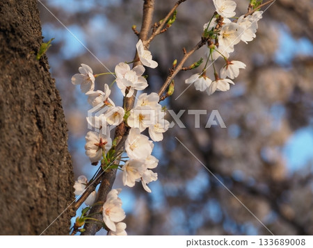 櫻花 櫻花 133689008