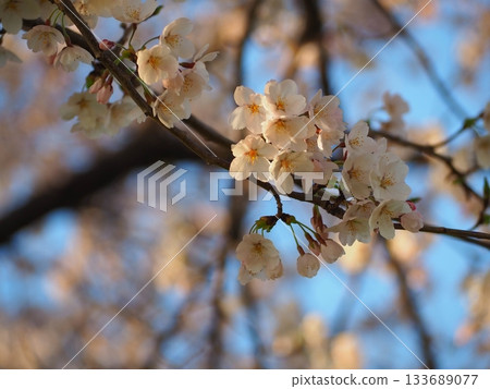 Cherry blossoms in the evening Cherry blossoms in the evening 133689077