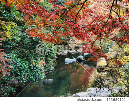 岡山五景,秋天的落葉 岡山五景,秋天的落葉 133689121