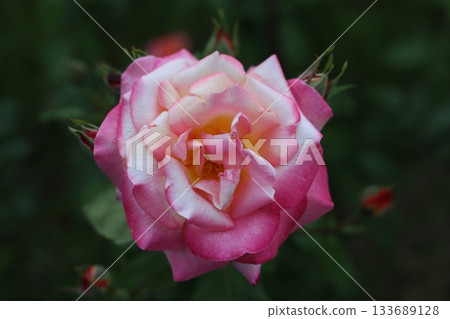 玫瑰花瓣 133689128