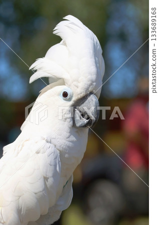 Beautiful the white cockatoo parrot Beautiful the white cockatoo parrot 133689168