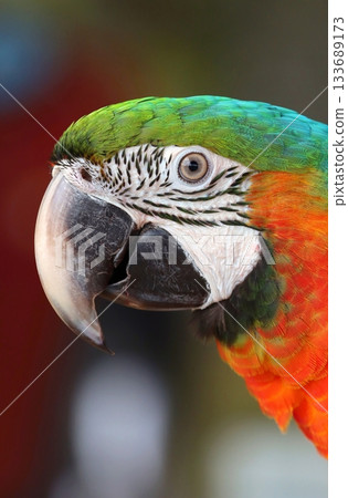 Very colorful harlequin macaw in summer Very colorful harlequin macaw in summer 133689173