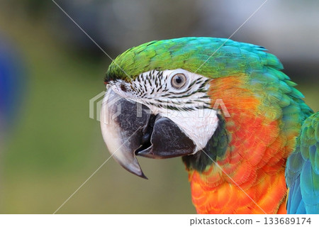 Very colorful harlequin macaw in summer 133689174