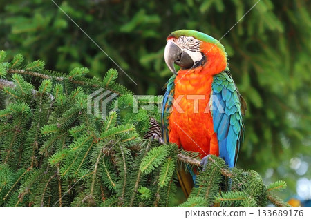 Very colorful harlequin macaw in summer 133689176