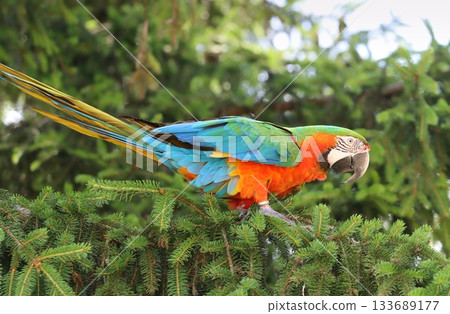 Very colorful harlequin macaw in summer 133689177