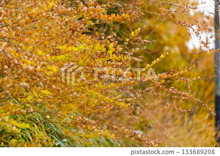 A deepening autumn landscape I found during a walk 133689208