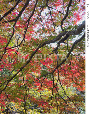 岡山五景，秋天的落葉 133689261