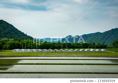 Minamiaizu Town - Early summer scenery of rice paddies and greenhouses lined up just after rice planting Minamiaizu Town - Early summer scenery of rice paddies and greenhouses lined up just after rice planting 133689504