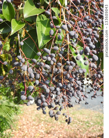 Pisces glutinous fruit (ripe and black) Pisces glutinous fruit (ripe and black) 133689843