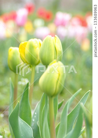 黃色鬱金香 133689963