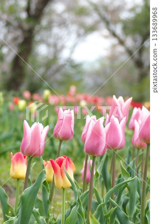 Tulips blooming in the spring flowerbed 133689968