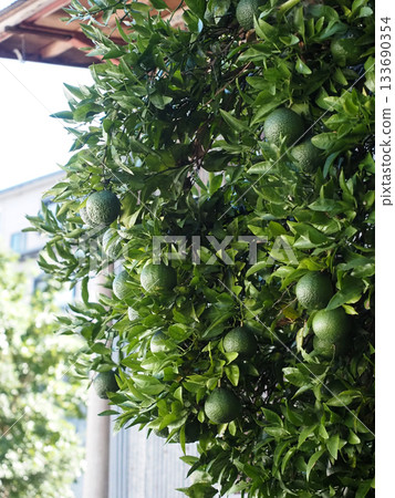 Dekopon tree in front of the tin shed (green Shiranui fruit and leaves) Dekopon tree in front of the tin shed (green Shiranui fruit and leaves) 133690354
