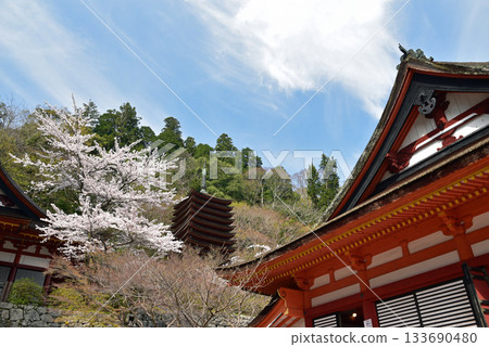 坦贊神社被櫻花環繞 坦贊神社被櫻花環繞 133690480